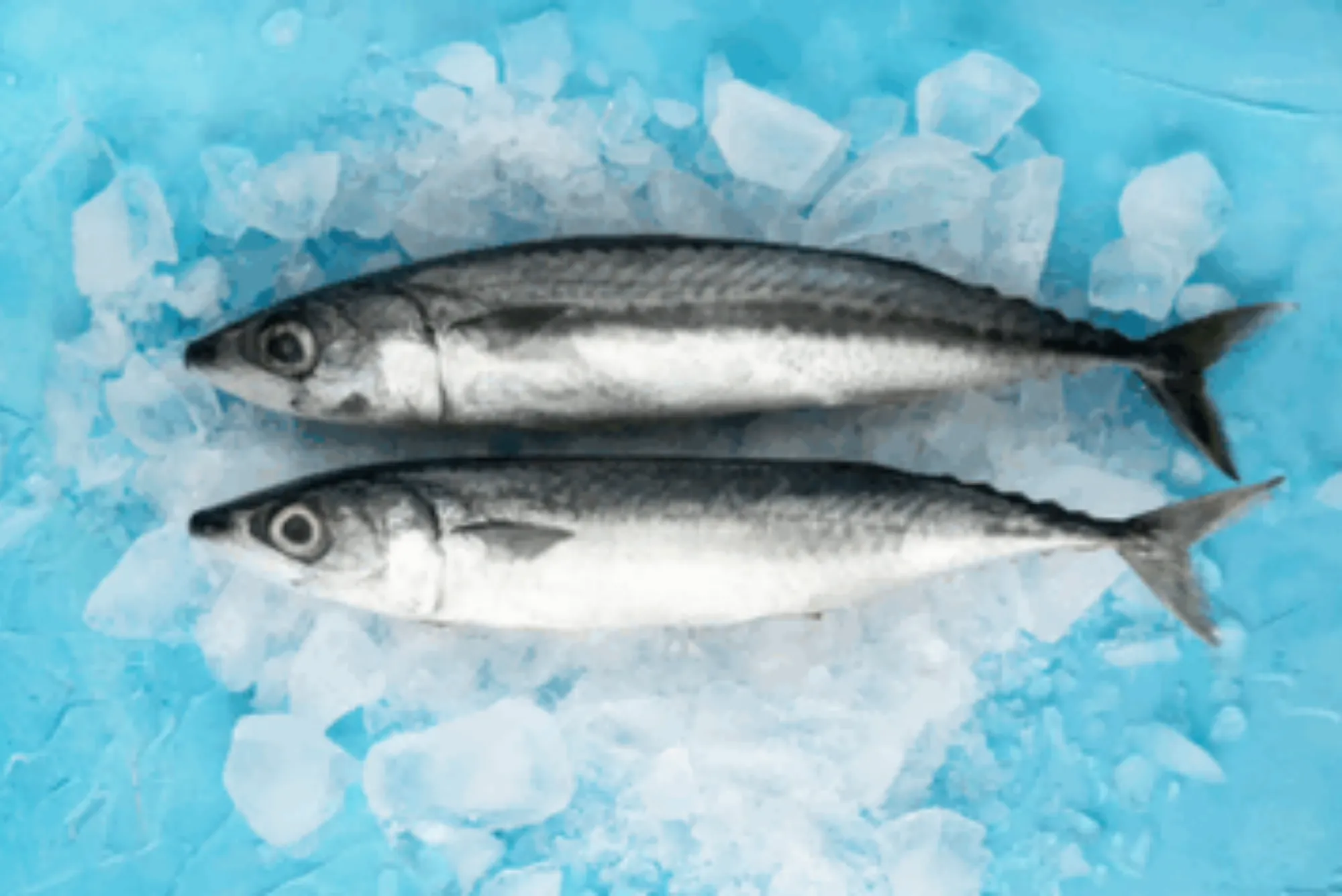 Latest Trends in Seafood by United Fish Dubai